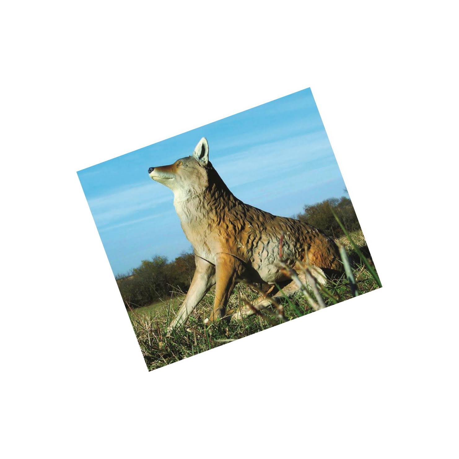 Flambeau Lone Howler Coyote Decoy - Image 9