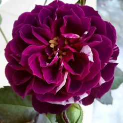 Alternative view of 6 Months Old Climbing Rose Live Plant, Well Rooted 5-9 Tall, No Leaf, Ready to Plant Indoor Outdoor, Climber Rose Bush, Hybrid Tea Rose Like, Very Fragrant, Long Bloomer (Purple Striped)