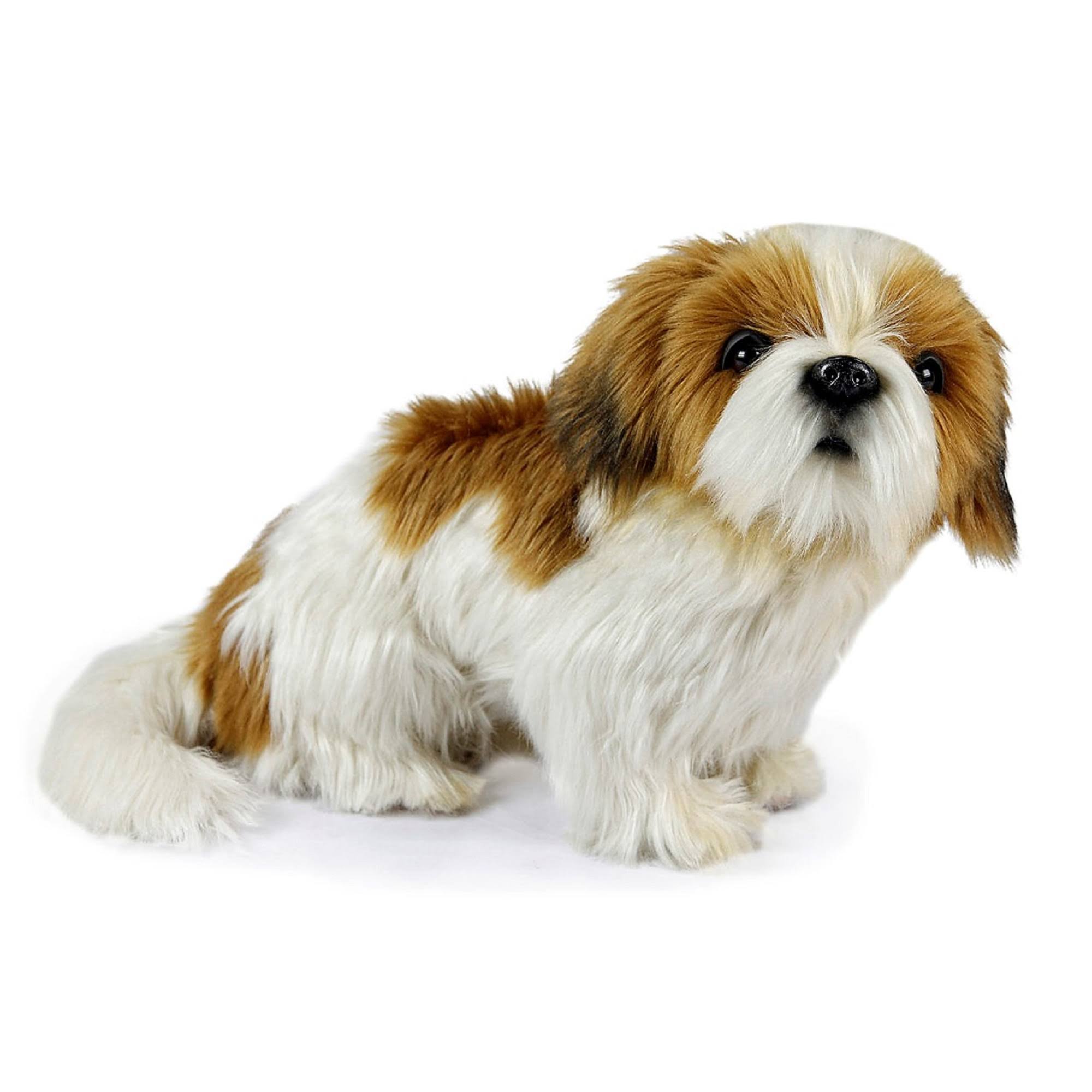 Hansa – Shih Tzu