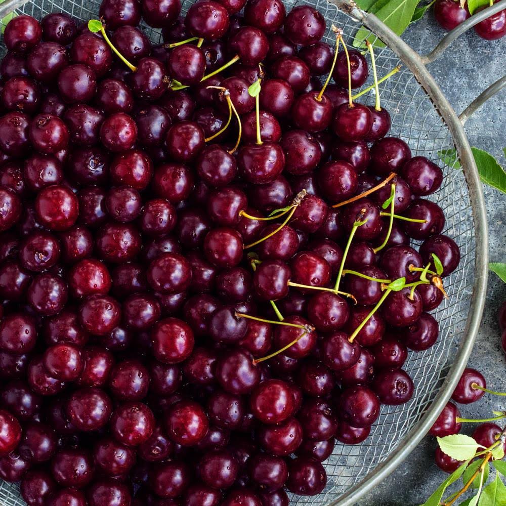 Gurney&s 4 in. Pot Juliet Dwarf Bush Cherry Prunus, Live Fruiting Tree (1-Pack)