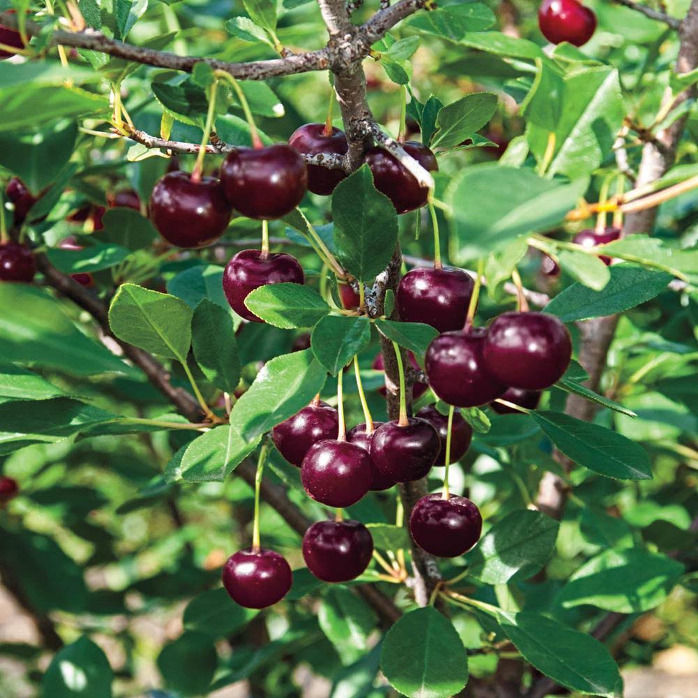 Gurney&s 4 in. Pot Juliet Dwarf Bush Cherry Prunus, Live Fruiting Tree (1-Pack) - Image 3