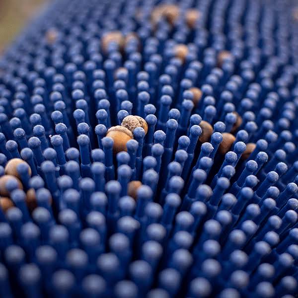 Bag-A-Nut Small Acorn Picker Upper – 36×22 Push Collector - Image 5
