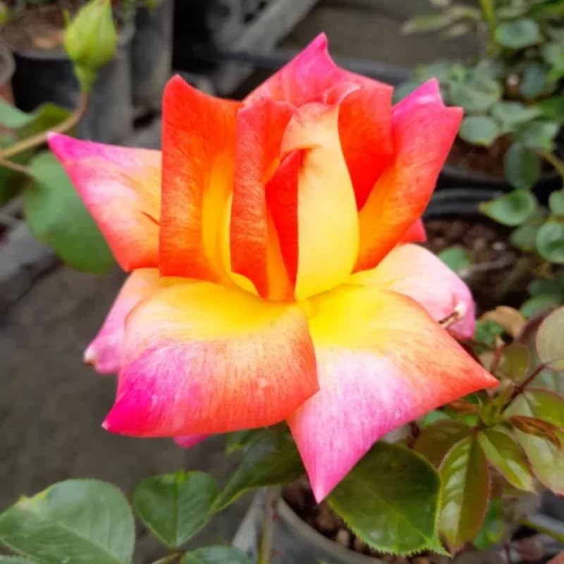 Black Rose Plant Live for Indoor Outdoor Planting Starter Plant, Black Rose Bush Live Plant Roses Shrub Outdoor, Fragrant Rose Flowers Tree Plant - Image 4
