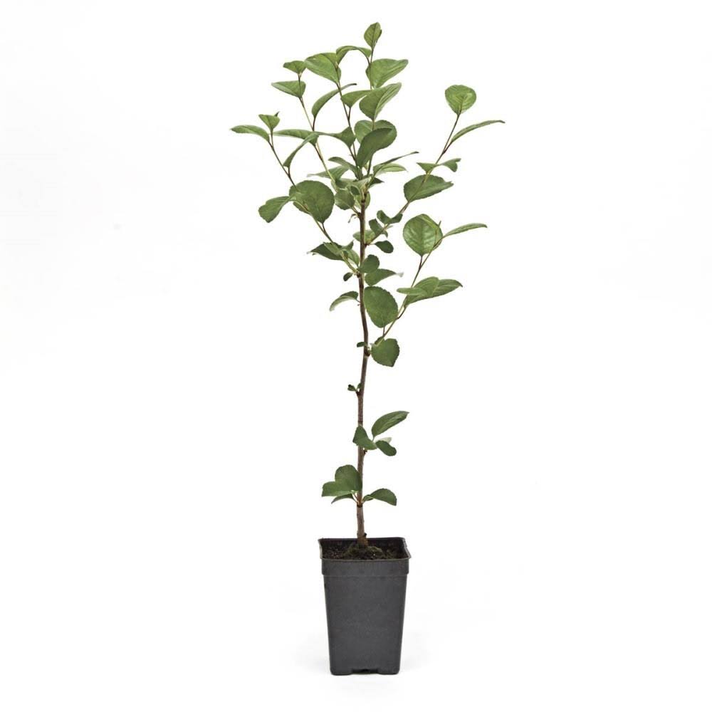 Gurney&s 4 in. Pot Juliet Dwarf Bush Cherry Prunus, Live Fruiting Tree (1-Pack) - Image 2