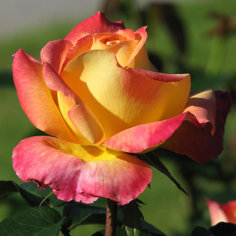 Black Rose Plant Live for Indoor Outdoor Planting Starter Plant, Black Rose Bush Live Plant Roses Shrub Outdoor, Fragrant Rose Flowers Tree Plant - Image 3